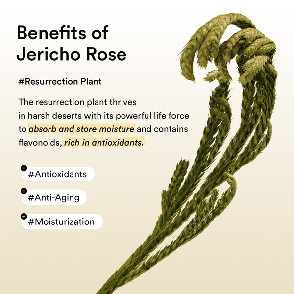 Collagen eye patch Jericho rose jelly